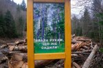 викрито масштабну незаконну вирубку дерев