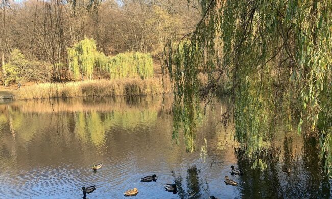 Погода восени, facebook.com/tala.didenko