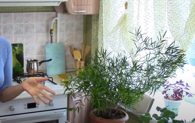 Комнатные растения, скриншот с видео