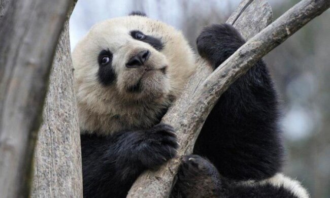 Біологи пояснили, чому не варто рятувати вимираючих тварин