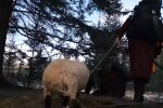 Баран, скріншот: YouTube