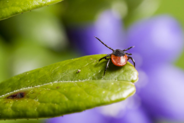 Кліщ, зображення з вільних джерел