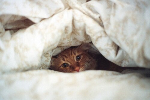 Котик в одеяле, Vgorode