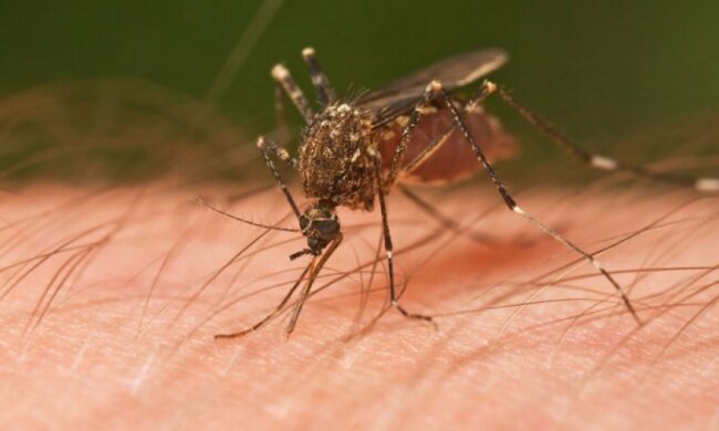 Лихоманкою денге на Тайвані заразилися понад 20 тис осіб