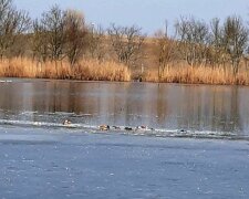 У заповіднику "Асканія-Нова" знайшли загиблих птахів, фото: kherson-news