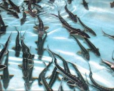 Гниє з голови: корупція вбила сотні тисяч риб
