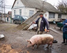 Свині, фото ілюстративне