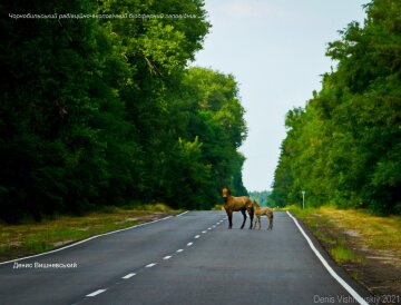 Фото Дениса Вишневского