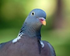 Голуб висловив протест людським правилам: фото