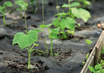 Посадка огурцов, изображение из свободных источников