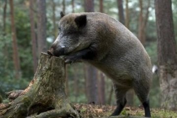 Казнить нельзя помиловать: Кремль решит судьбу 50 тысяч диких кабанов