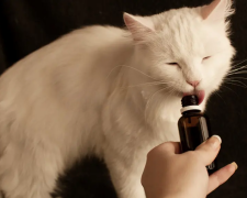 Може навіть вбити: ветеринари попереджають про небезпеку валер'янки для котів