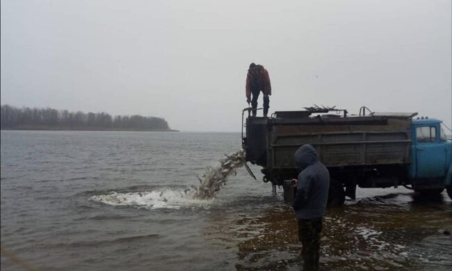 вселено близько 11 тисяч екземплярів товстолоба у Дніпро