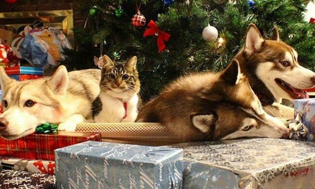 Хаски спасли котенка и взяли его в семью (фото)