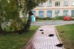 Гинуть ворони, скріншот з відео