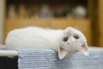 кошеня