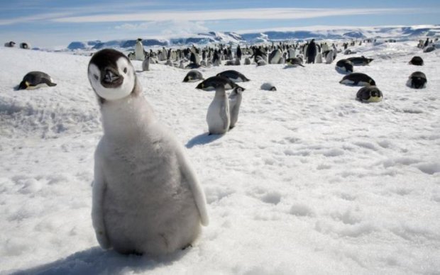 Ці наймиліші пінгвіни перевершили навіть людину: відео