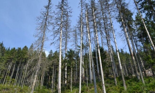 Україна втрачає карпатські ліси 