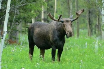 Дбайливий зять викрав опудало лося для тещі