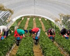 Чехія переманює з Польщі українських заробітчан: тисячі нових вакансій, вистачить на всіх