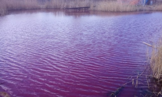 У Ніжині порожевіло озеро