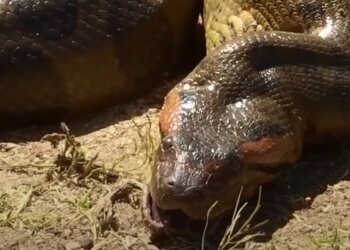 Огромная змея, скриншот: Youtube