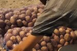 В Украине рекордно вырос импорт картофеля: останемся без "второго хлеба"