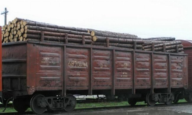 Львовские активисты обнаружили 200 вагонов контрабандного леса