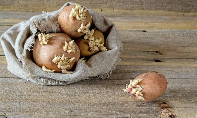 проросла картопля, фото з вільних джерел