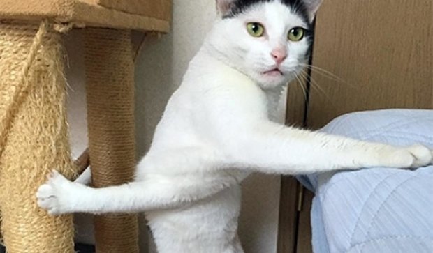 Мультизадачная кошка стала звездой соцсетей (ФОТО)