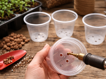 Рассада, изображение: Знай.ua