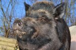 Туристи з лісу: Львовом розгулює сім’я диких кабанів, - витівки ікластих гостей потрапили на відео