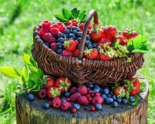 Вчені довели: лісові ягоди зроблять вас розумнішими
