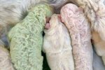 Редкая "фисташка": щенок зеленого цвета поразил мир, такой один на миллион