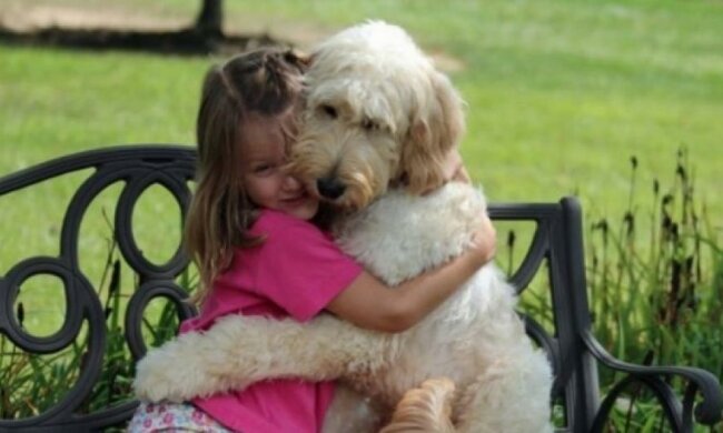 Пес врятував дівчину, яку збила машина