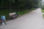 Парки Львова перетворилися на витверезник