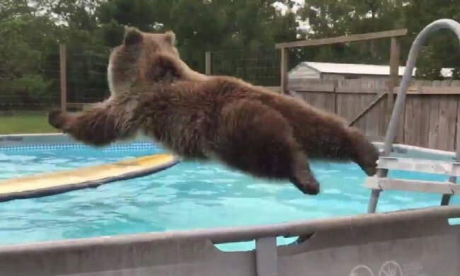 Ведмідь у басейні підірвав інтернет (відео)