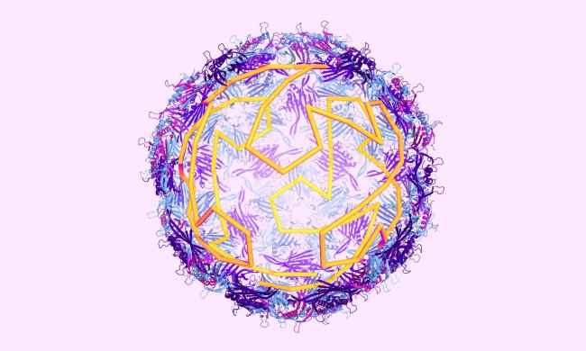 Вездесущие вирусы: топ-6 внезапных открытий 2018 года