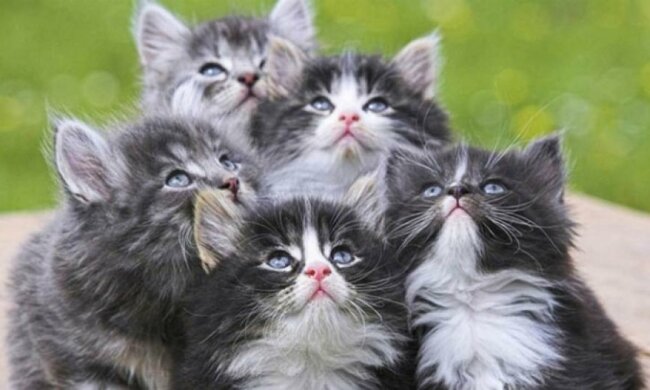 Украина попала в топ-10 стран с наибольшим числом домашних котов