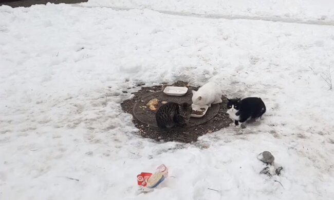 Бездомные коты, кадр из видео