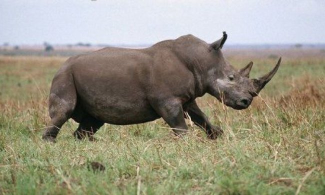 Зоологи зафільмували боротьбу носорога з генетою (відео)