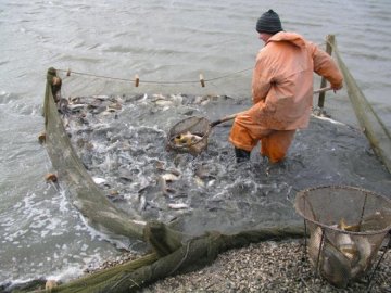 Замість картоплі: в Україні почнуть вирощувати рибу