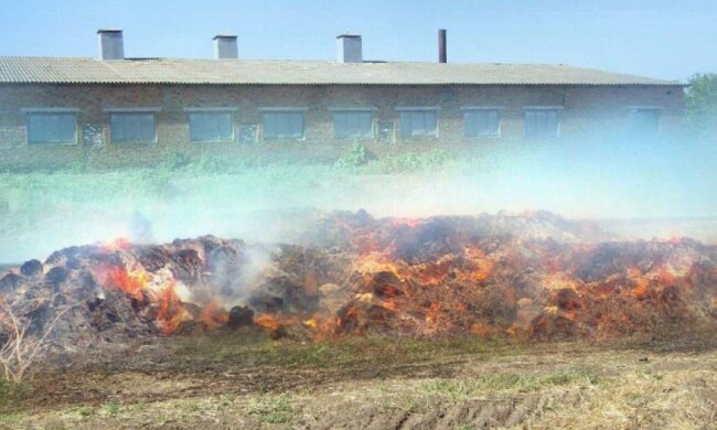 Більше 100 свиней згоріли на Кіровоградщині
