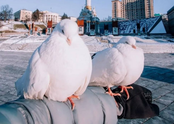 Птахи, голуби, фото із соцмереж