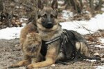 Вихопив з-під коліс: в Харкові пес врятував малюка від вірної загибелі, - зворушливі кадри