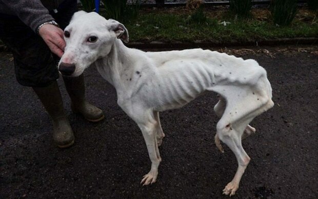 Питался стеклом и батарейками: ветеринары спасли от ужасной смерти самого худого пса в мире
