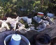 У Маріуполі вилучили три кілограми доглянутої коноплі (фото)