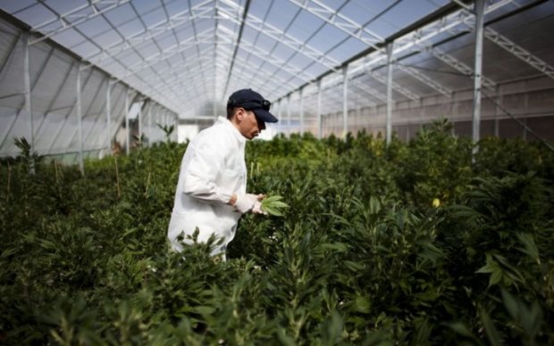 Каліфорнійці почнуть вирощувати марихуану в промислових масштабах