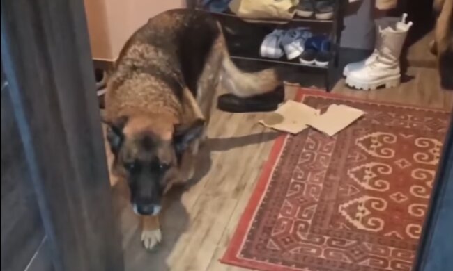 Скрин, видео Facebook