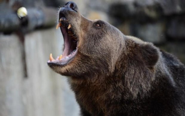 ЧС 2018: вулицями Москви гасає ведмідь і показує дещо образливе